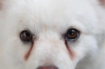 Os cães podem comer melão ou é ruim para cães?