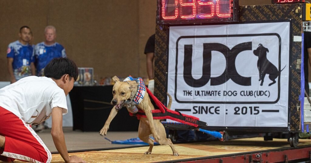 O que é puxar o peso de cães e é proibido ou ilegal?