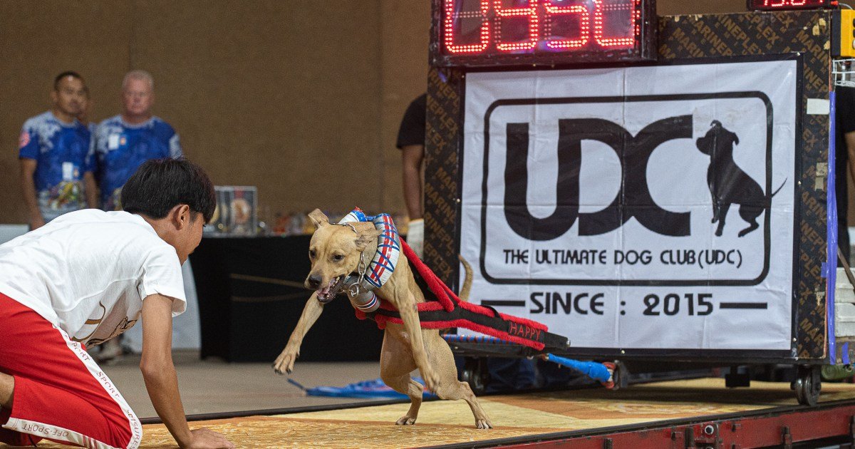 O que é puxar o peso de cães e é O que é puxar o peso de cães e é proibido ou ilegal?