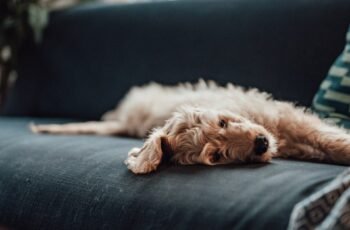 Usos, dosagem e efeitos colaterais