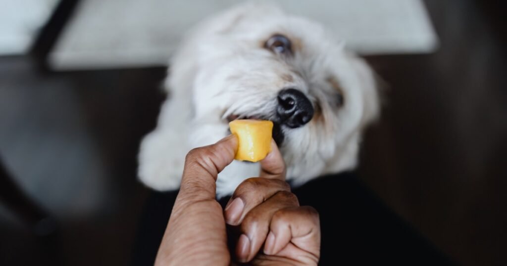 Os cães podem comer melão ou é ruim para cães?
