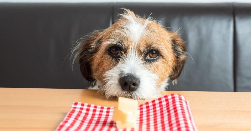 Os cães podem comer queijo suíço? O queijo suíço é seguro para cães?