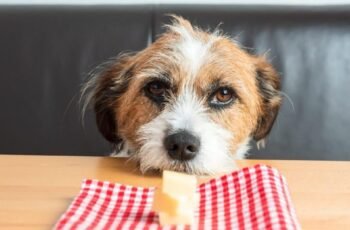 O que as manchas de lágrimas de cães significam e como tratá -las