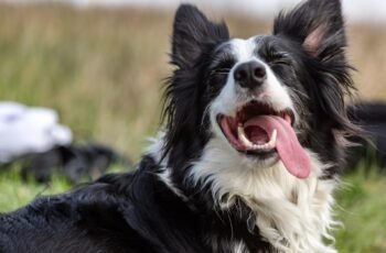 50 ditados famosos sobre cães