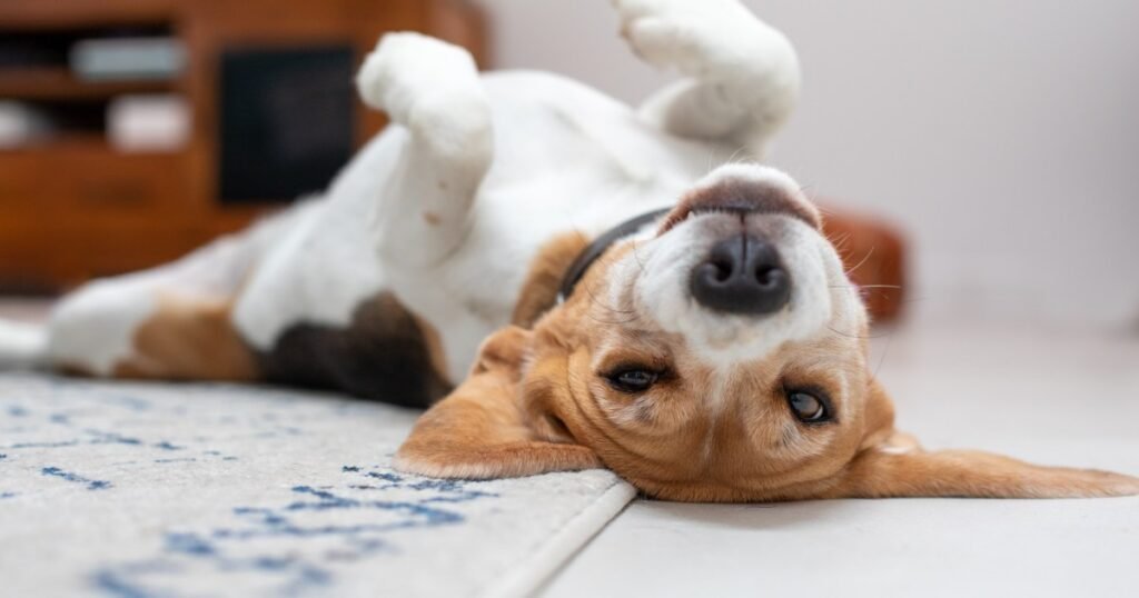 Simeticone para cães: usos, dosagem e efeitos colaterais