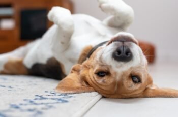 Usos, dosagem e efeitos colaterais