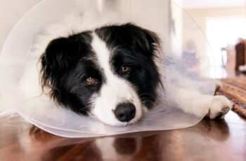 Usos, dosagem e efeitos colaterais