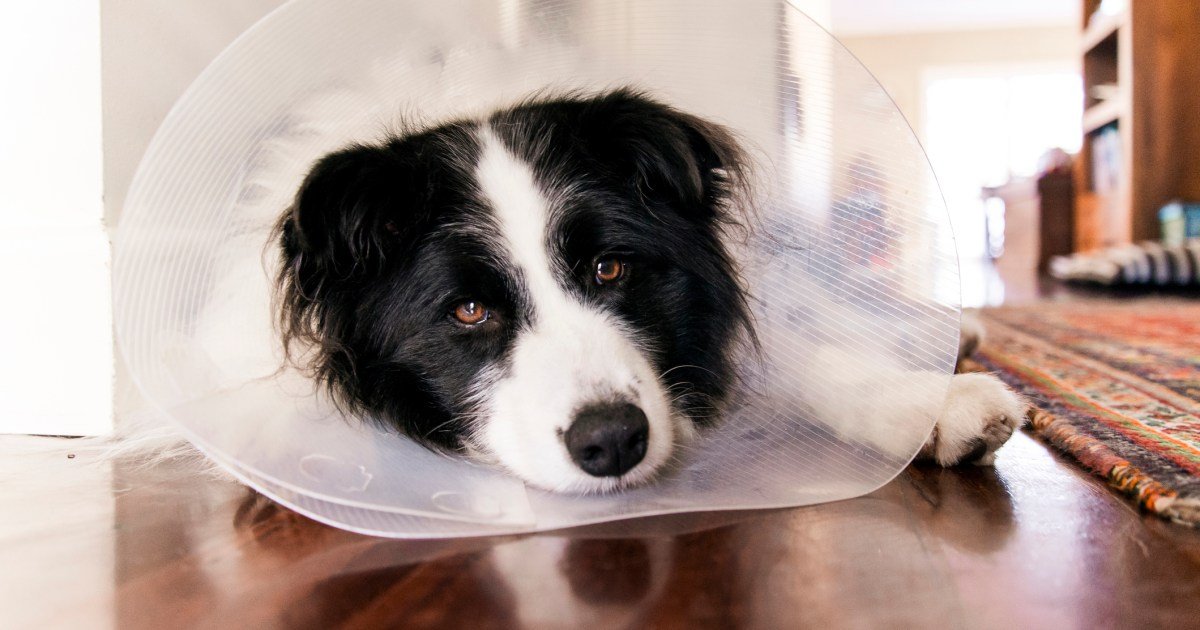 Usos, dosagem e efeitos colaterais Usos, dosagem e efeitos colaterais