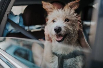 Prolapso retal em cães: sintomas, causas e tratamentos