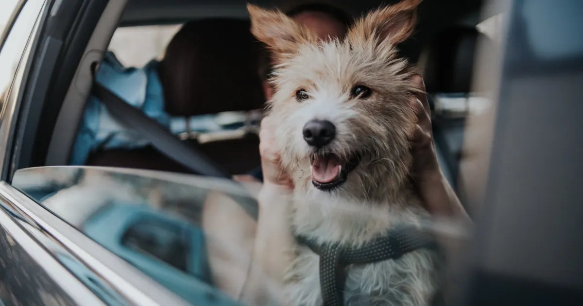 Usos, dosagem e efeitos colaterais Usos, dosagem e efeitos colaterais