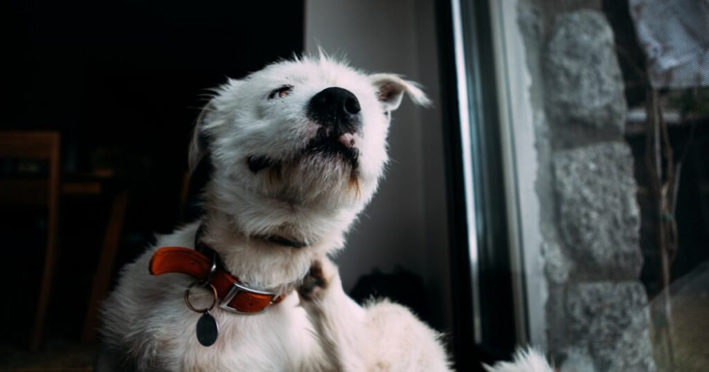 Usos, dosagem e efeitos colaterais