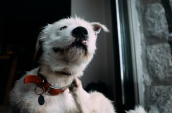 Streptococcus zooepidemicus em cães: sintomas, causas e tratamentos