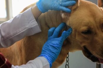 Usos, dosagem e efeitos colaterais