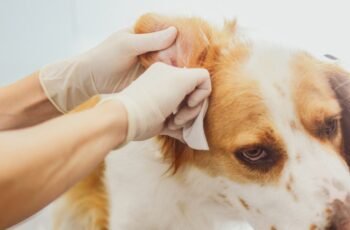 Doença autoimune em cães: tipos, sintomas e tratamentos