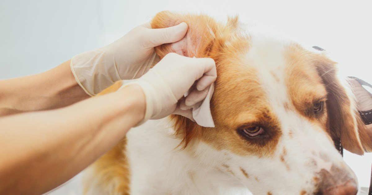 Ácara de ouvido para cães: sintomas, causas e tratamentos Ácara de ouvido para cães: sintomas, causas e tratamentos