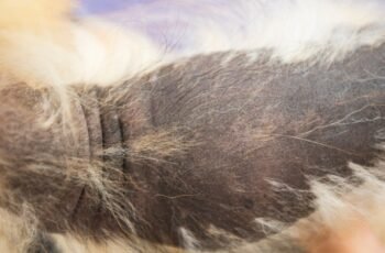 Usos, dosagem e efeitos colaterais