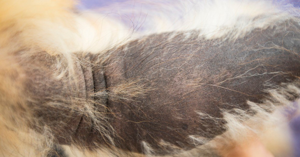 Alopecia x em cães: sintomas, causas e tratamentos