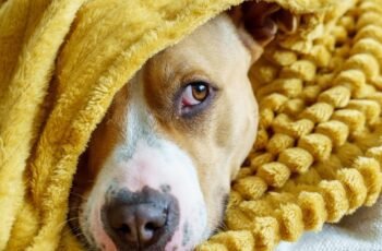 Eczema em cães: sintomas, causas e tratamentos