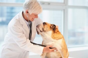 Ivy e cães venenos: como é, sintomas e tratamento