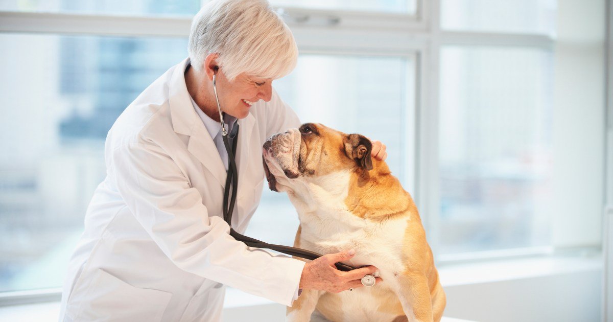 Bisacodil para cães: usos, dosagem e efeitos colaterais