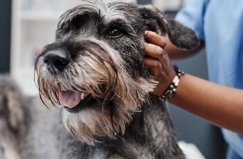 Hidrocefalia em cães: sintomas, causas e tratamentos