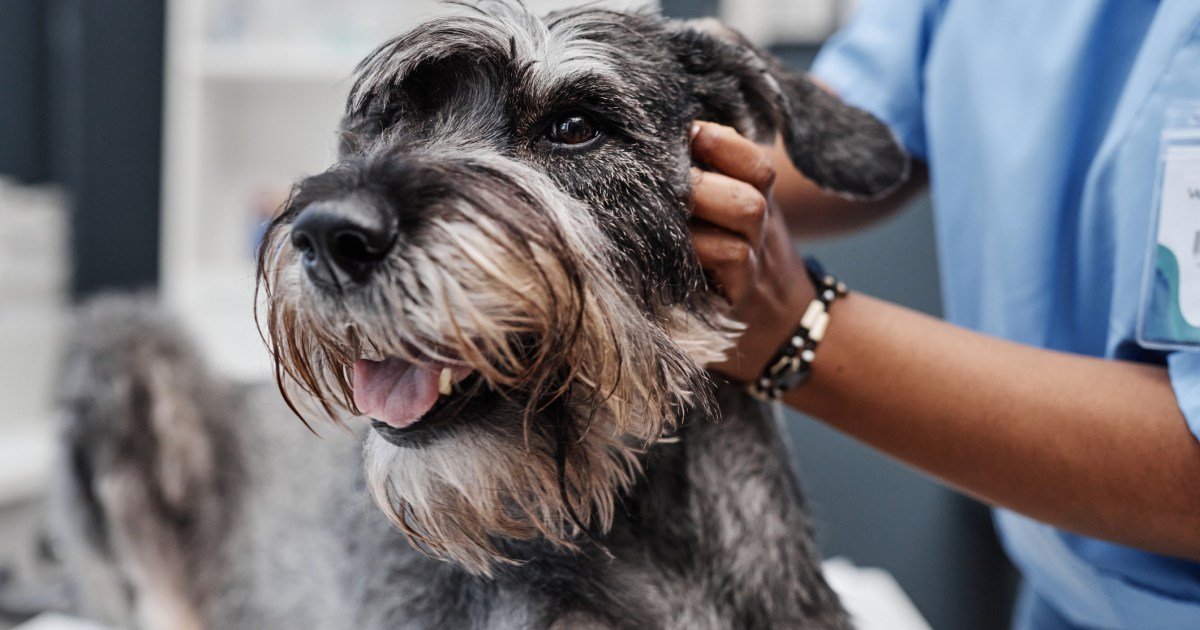 Cálculos biliares em cães: sintomas, causas e tratamentos Cálculos biliares em cães: sintomas, causas e tratamentos