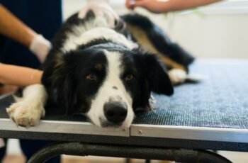 Usos, dosagem e efeitos colaterais