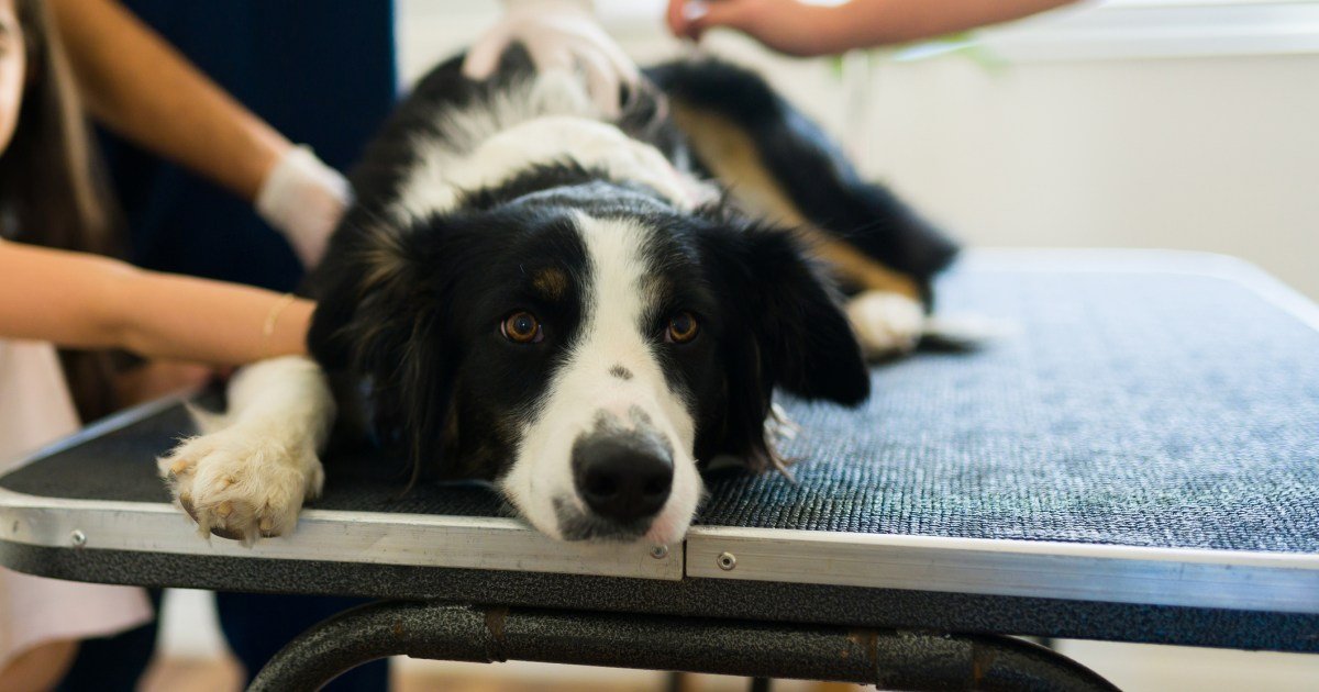 Colite em cães: sintomas, causas e tratamentos Colite em cães: sintomas, causas e tratamentos