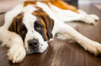 Polyuria (aumento da micção) em cães: sintomas, causas e tratamentos