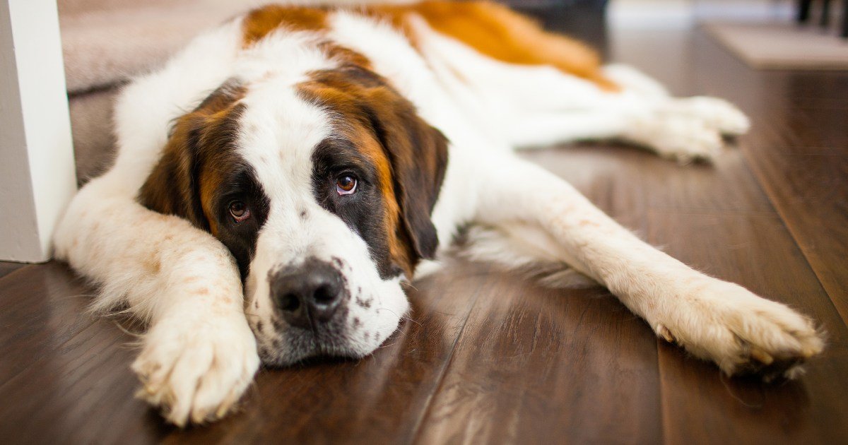 Displasia do quadril em cães: sintomas, causas e tratamentos