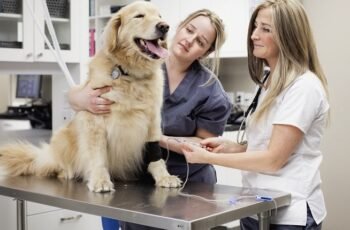 Alopecia x em cães: sintomas, causas e tratamentos