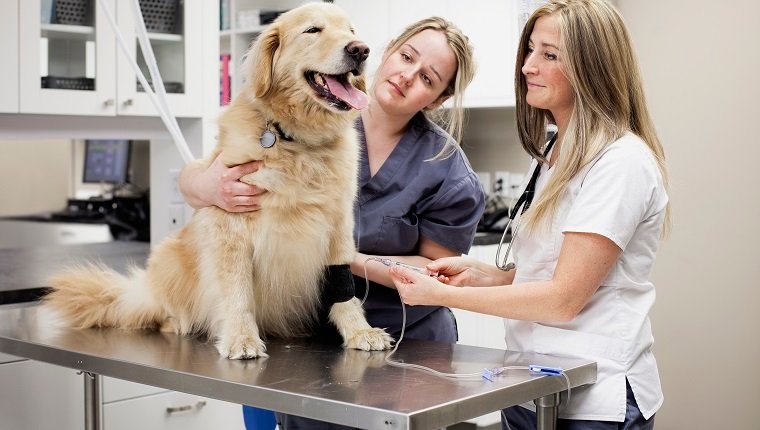 Doença autoimune em cães: tipos, sintomas e tratamentos Doença autoimune em cães: tipos, sintomas e tratamentos
