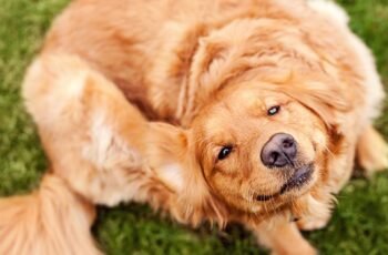 Taquicardia em cães: sintomas, causas e tratamentos