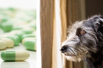 Bisacodil para cães: usos, dosagem e efeitos colaterais