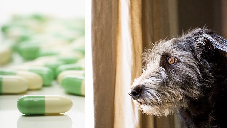 Fluoxetina (Prozac) para cães: usos, dosagem e efeitos colaterais