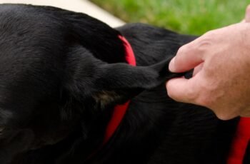 Polyuria (aumento da micção) em cães: sintomas, causas e tratamentos