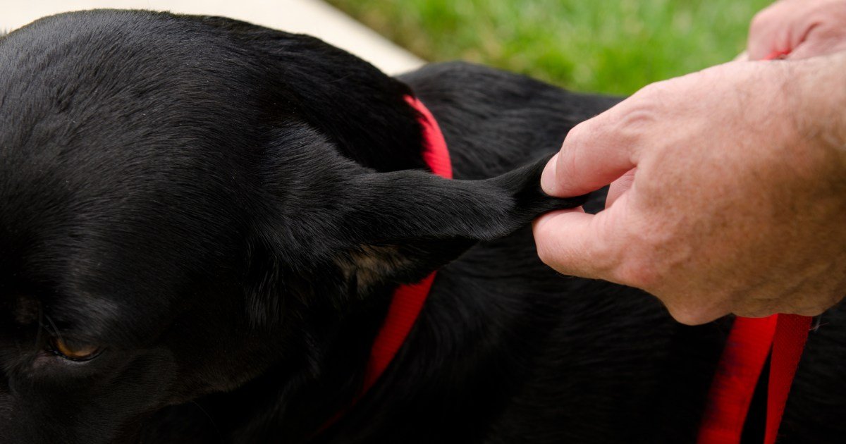 Hematomas em cães: sintomas, causas e tratamentos Hematomas em cães: sintomas, causas e tratamentos