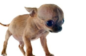 Colite em cães: sintomas, causas e tratamentos