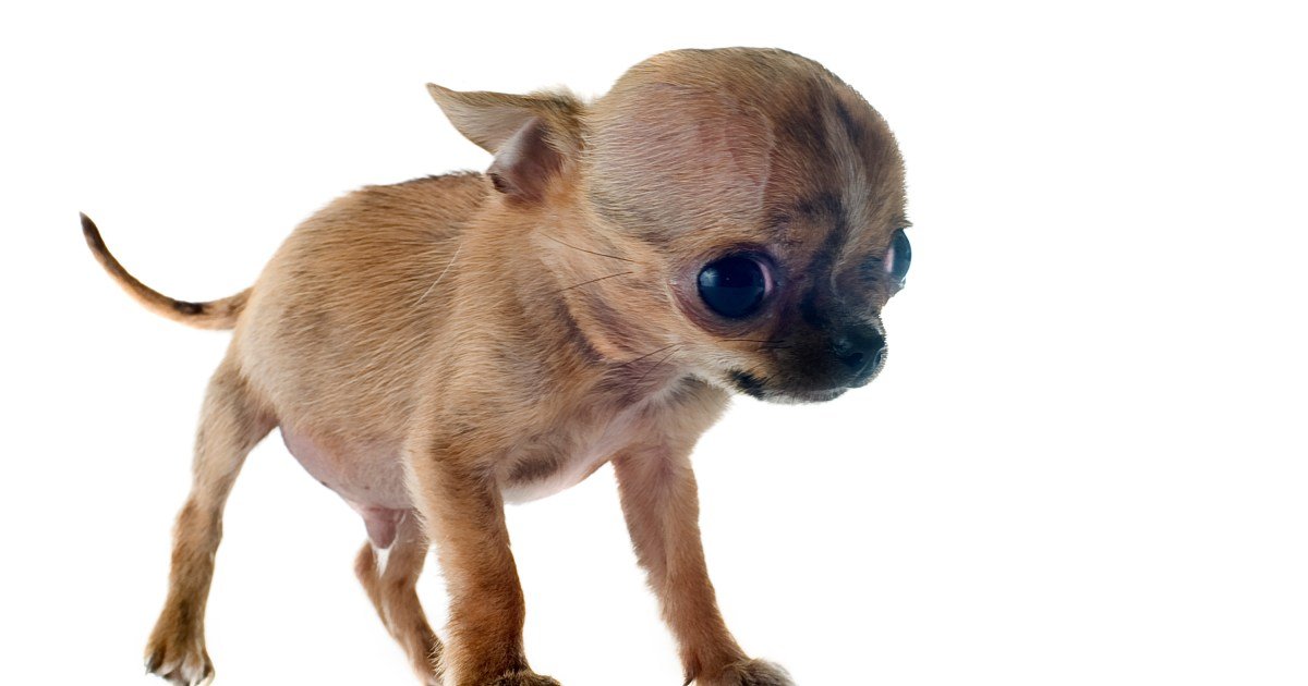 Hidrocefalia em cães: sintomas, causas e tratamentos Hidrocefalia em cães: sintomas, causas e tratamentos