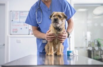 Abscessos em cães: sintomas, causas e tratamentos