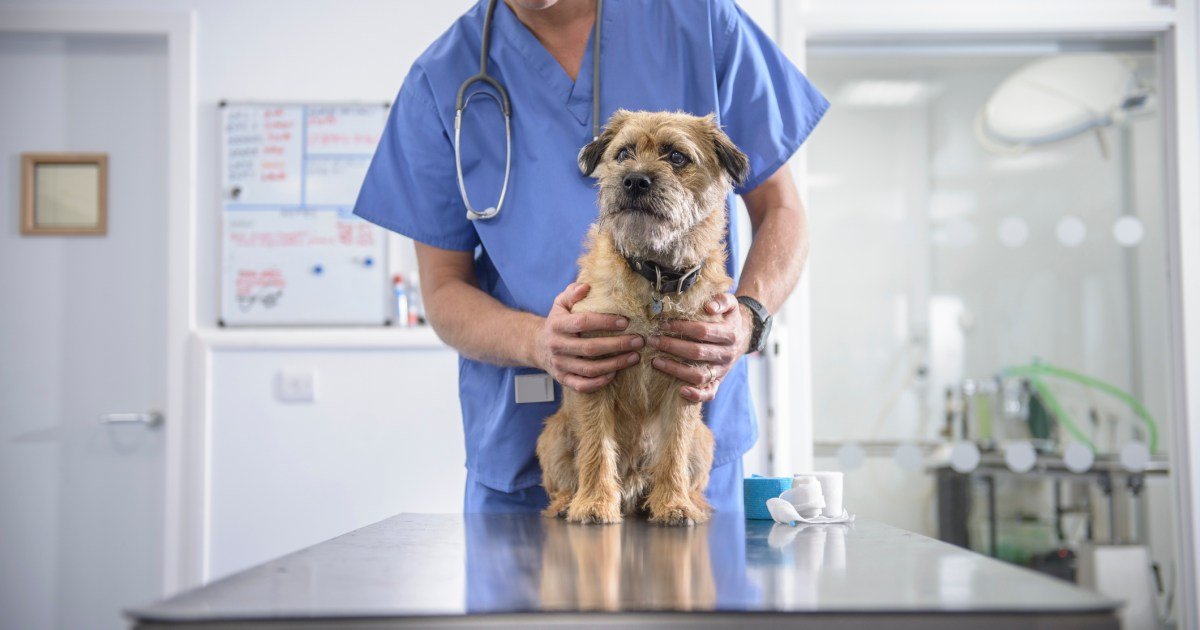 Infecção por micoplasma em cães: sintomas, causas e tratamentos