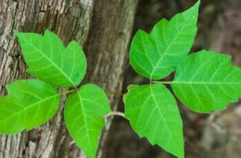 Bisacodil para cães: usos, dosagem e efeitos colaterais