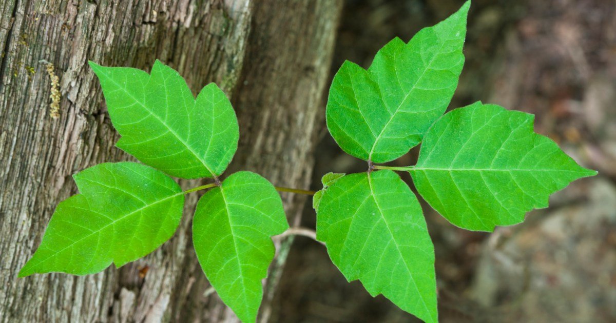 Ivy e cães venenos: como é, sintomas e tratamento