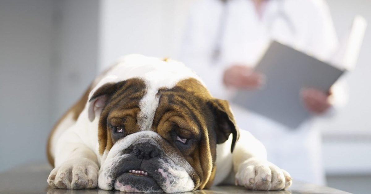 Metoclopramida para cães: usos, dosagem e efeitos colaterais