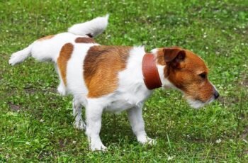 Displasia do quadril em cães: sintomas, causas e tratamentos