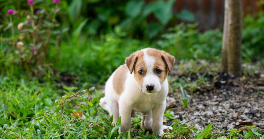Prolapso retal em cães: sintomas, causas e tratamentos