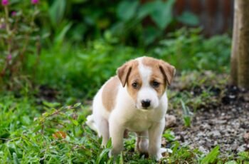 Cálculos biliares em cães: sintomas, causas e tratamentos