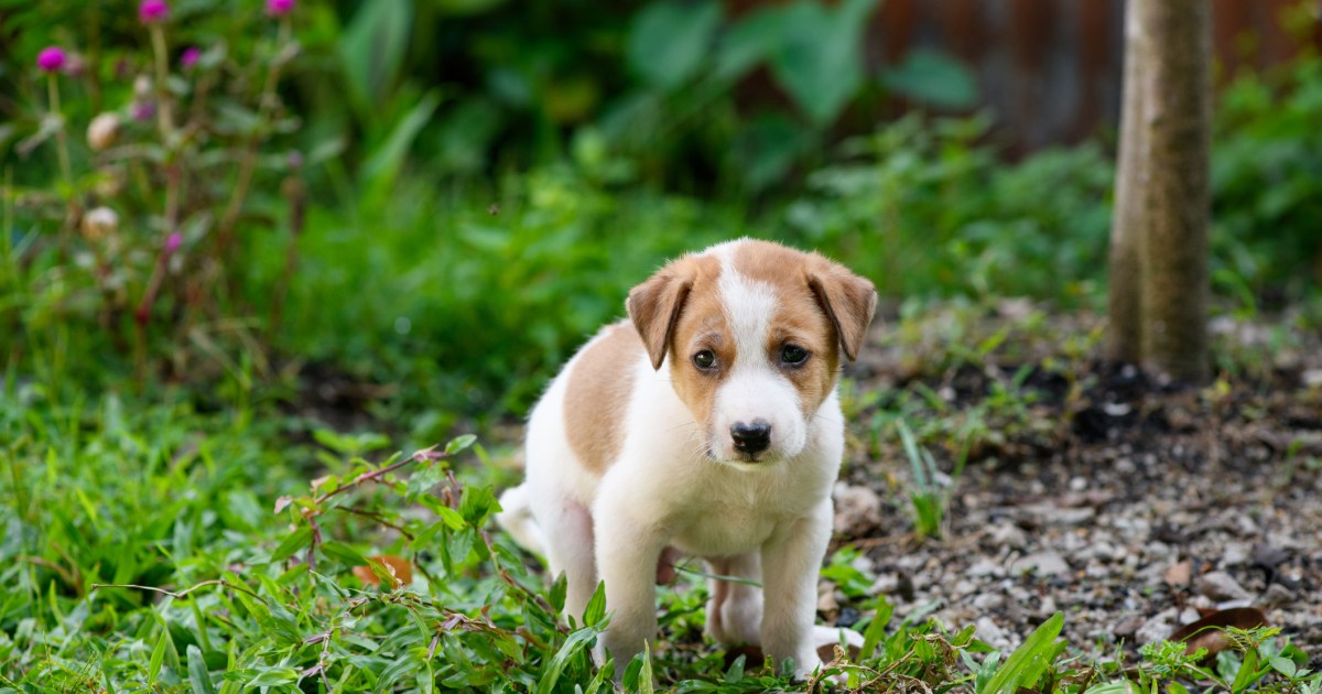 Prolapso retal em cães: sintomas, causas e tratamentos