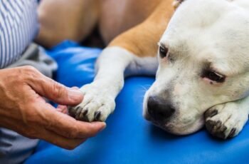 Usos, dosagem e efeitos colaterais