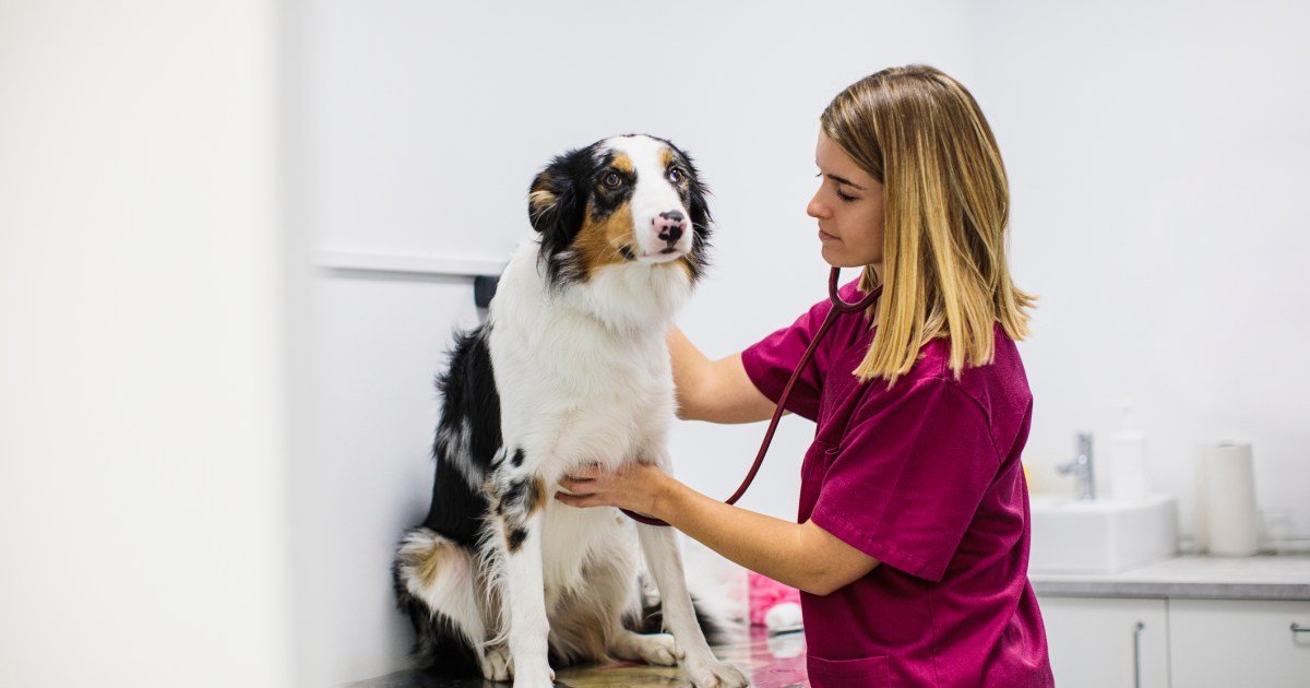 Taquicardia em cães: sintomas, causas e tratamentos Taquicardia em cães: sintomas, causas e tratamentos
